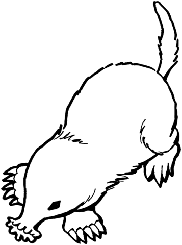 Star Nosed Mole Coloring Page